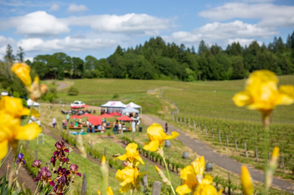 The Inland Cove of Elk Cove Vineyards is the perfect spot to drop anchor for the Rising Tide Wine Fest.