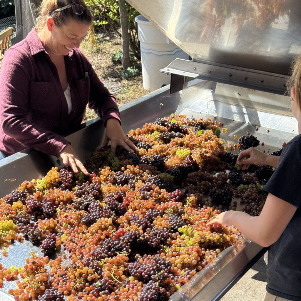 sorting grapes at Lerzi with Mia and Luisa