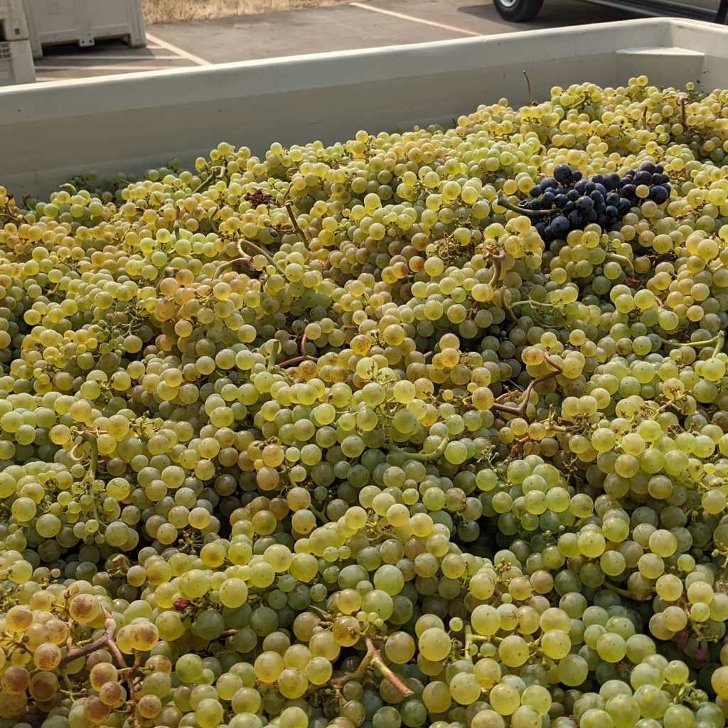 winegrapes in a bin